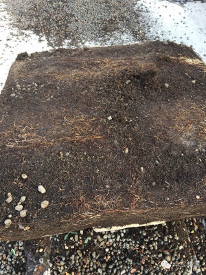 卓寶科技再添兩款耐根穿刺防水卷材，持續(xù)引領(lǐng)行業(yè)創(chuàng)新